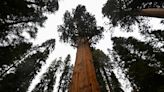 Why there are more 'iconic' giant sequoias in Britain than California, where they are under threat