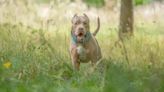 XL Bully Ban ‘Probably Won’t Work’ Says UK Dog Expert