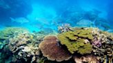 As climate change and pollution imperil coral reefs, scientists are deep-freezing corals to repopulate future oceans