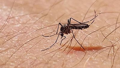 Spain tourist warning as woman dies from killer virus spread by mosquitoes