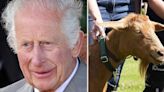 King Charles gives honours to rare goat that had to be hidden from the Nazis