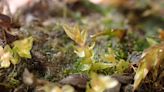 Rare moss discovery boosts hopes of survival in UK