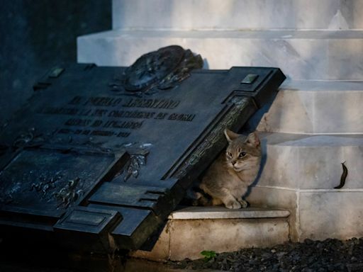 The missing cemetery cats of Buenos Aires: What happened?