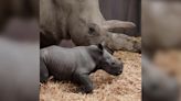 Rare southern white rhino born at UK safari park seen in adorable first footage