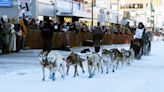 Did the moose have to die? Dog-sledding risk comes to light after musher's act of self-defense