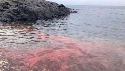 澎湖珊瑚產卵季登場 呈現粉紅海美景