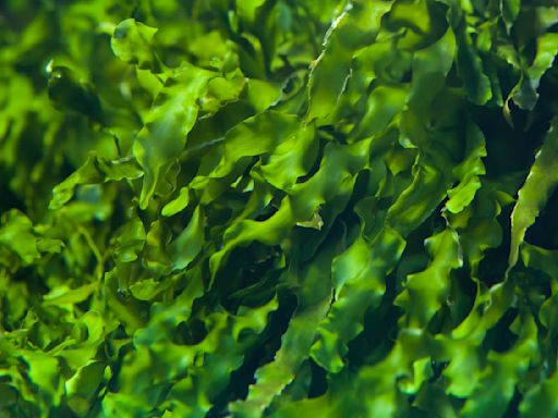 Green helping green: Seaweed mining just might unearth a new mineral supply