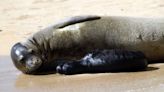 Hawaiian monk seal Kaiwi gives birth at Kaimana Beach again