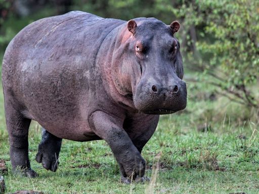 Flying hippos? Giant mammals are airborne for longer than you’d think