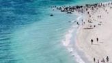 Australia: Mass Stranding Of Pilot Whales At Toby’s Inlet Near Dunsborough 5