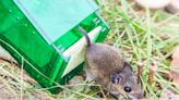 How to Catch a Mouse in Your House Like a Pro
