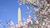 Cherry Blossoms Bloom Early In D.C.