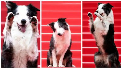 Meet Messi, the dog from 'Anatomy Of A Fall' who stole the spotlight at Cannes 2024 red carpet - Times of India