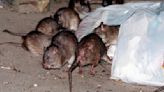 Attleboro health agent tips for fighting rats; North Attleboro official says problem appears to be waning