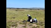 Rare plant species rediscovered in California, experts say. See ‘truly thrilling find’