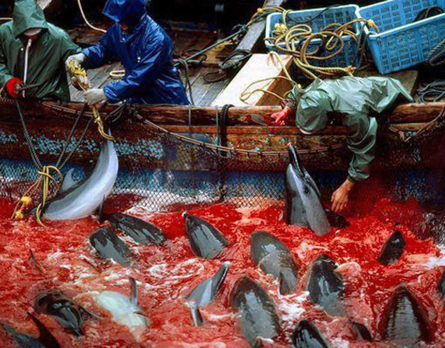 Taiji dolphin drive hunt takes place in Japan Japan every year from ...