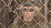 泰國猴滿為患影響當地 當局設誘捕籠成效不彰