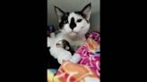 Mama cat experiencing tragic loss steps in to help motherless kittens at SC shelter