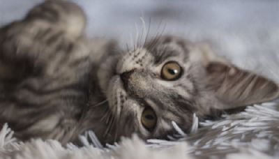 Mom Gets Rescued Street Cat His Own Fancy Purebred Maine Coon Kitty