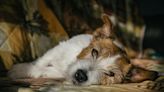 Mysterious dog respiratory illness: What to know