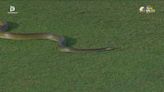 Watch: Snake interrupts cricket game in Sri Lankan capital