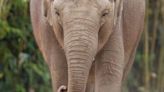 Third elephant at Dublin Zoo tests positive for deadly virus