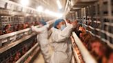 Bird flu FAQ: Everything you need to know about the H5N1 outbreak that’s spread to dairy cows in 9 states