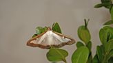 Invasive moth species found in Southwest Ohio threaten boxwood shrubs: What to know