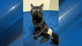 Oconto Area Humane Society saves stray cat with bullet lodged in leg: 'Not the first case'