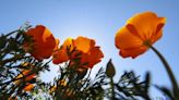 5 spring activities in the Sacramento region: Wildflowers, train rides and farmers markets