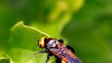 Cómo es la avispa asiática y qué hacer si te pica