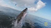 'Sharkfest' swims to NatGeo beginning June 30