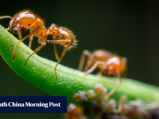 Japan tackles invasive fire ants in first colony found this year