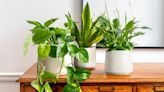 Best indoor plants to add a splash of greenery your home