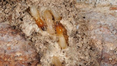 Formosan termite swarms threaten large part of Mississippi