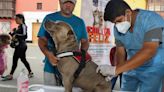 Municipalidad de Lima y Santa Anita ofrecen campaña gratuita para mascotas en julio: descubre los servicios disponibles y fechas