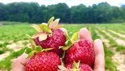 Strawberry season arrives early in metro Detroit: 11 U-pick farms to try