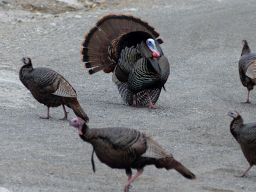 There is nothing like the sounds in the turkey woods at daybreak