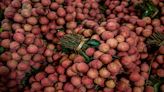 China’s $4 billion lychee harvest devastated by extreme weather