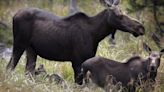 Moose hunting YouTube video ends with major fines for 2 Sask. men | Globalnews.ca