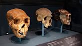 Por qué se ha reducido el tamaño de nuestro cerebro en comparación con el de los neandertales
