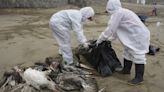 全球H5N1警報！中澳學界新研究：禽流感病毒恐成人類下一波疫情源頭