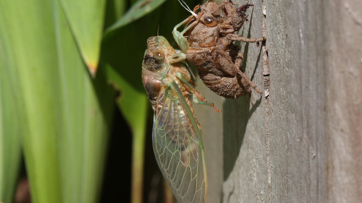 Don't Panic if Your Dog Snacks on Cicadas This Summer. Here's What to Know