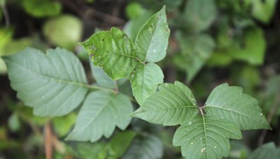 Poison ivy: Handle with care