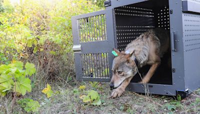 Remote Lake Superior island wolf numbers are stable but moose population declining, researchers say