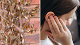 Cicada invasion's "wall of sound" may help people with tinnitus