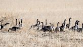 North Dakota early Canada goose season nears