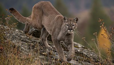 5-year-old attacked by mountain lion during Labor Day family outing to Malibu Creek State Park near Los Angeles