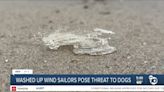 Washed up 'by-the-wind sailors' pose threat to dogs at the beach