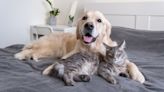 10 reasons why cats are better than dogs